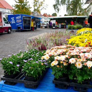 Blumen auf dem Lehndorfer Wochenmarkt