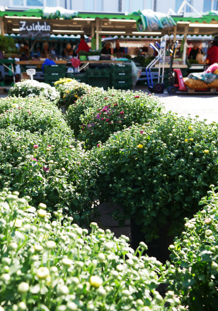 Nahaufnahme von Blumen