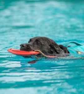 Labrador mit Schwimmweste im Wasser