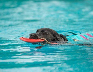 Labrador mit Schwimmweste im Wasser