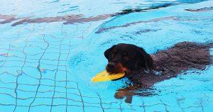 Hund schwimmt mit Frisbee in der Schnauze