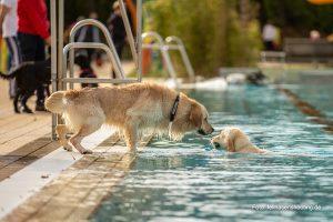 Hunde am Rand beschnuppert anderen Hund im Wasser