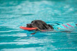 Labrador mit Schwimmweste und Spielzeug schwimmt