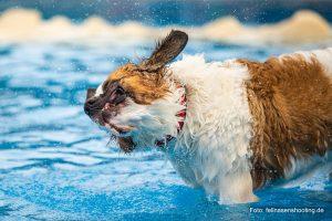 Hund schüttelt sich im Wasser