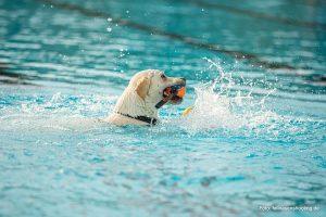 Hund planscht mit einem Ball in der Schnauze im Wasser