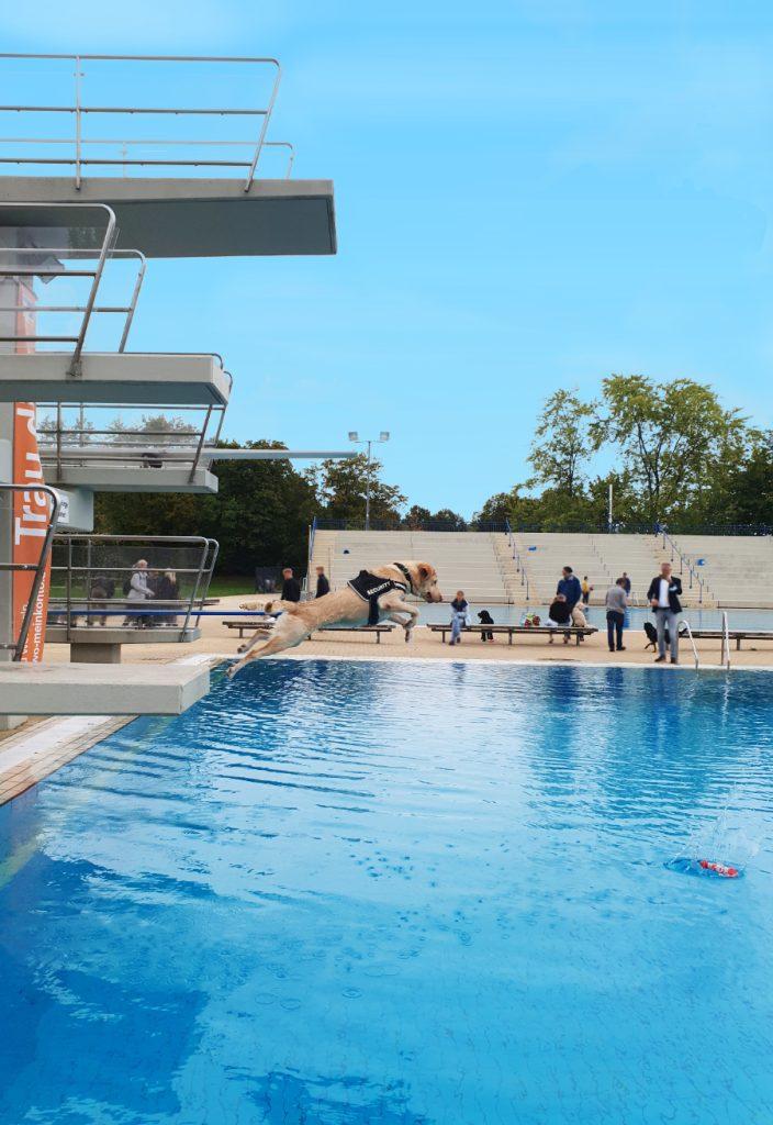 Hund springt vom Sprungturm ins Wasser
