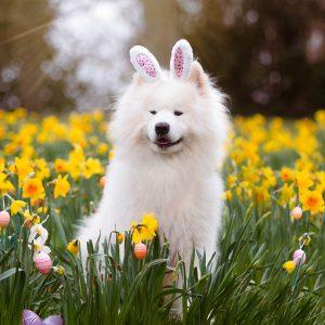 Hund mit Hasenohren zwischen Tulpen und Ostereiern